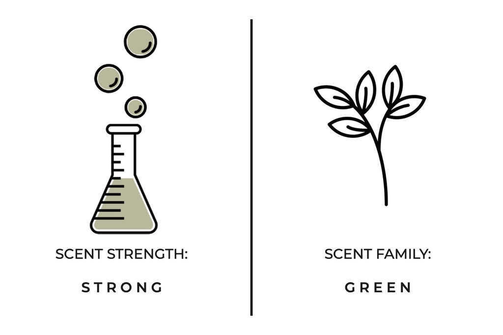 FOREST FERN SOY CANDLE