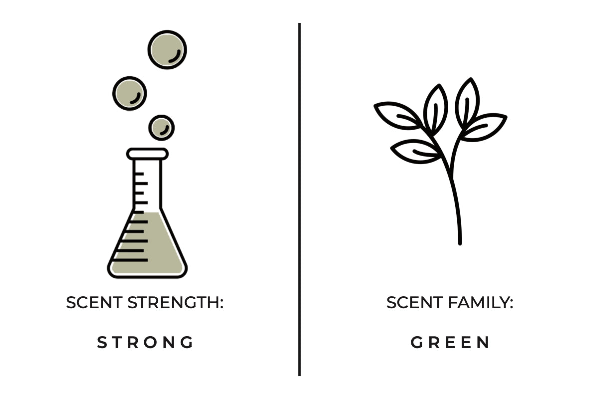 FOREST FERN SOY CANDLE