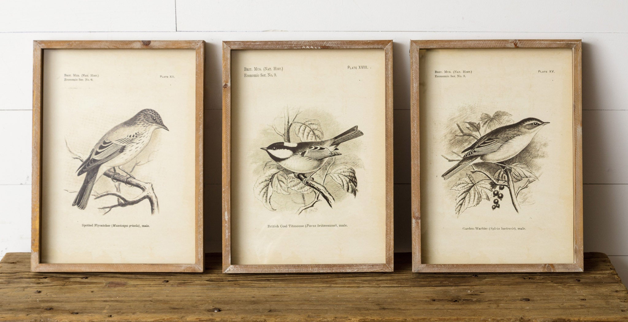 FRAMED BIRD PRINTS