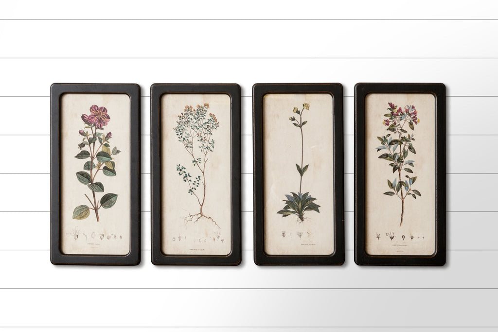 FRAMED BOTANICAL PRINTS