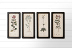 FRAMED BOTANICAL PRINTS