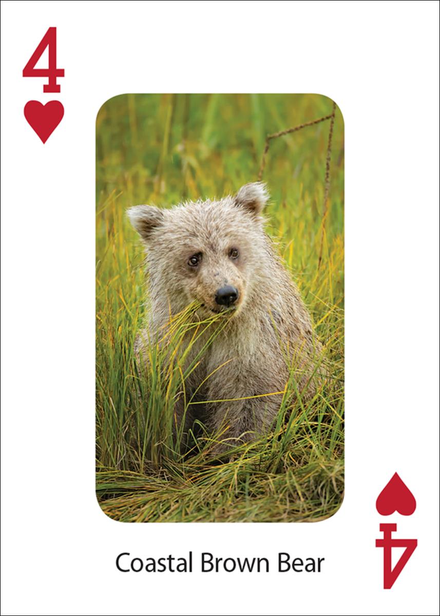 BEAR PLAYING CARDS