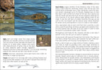 MAMMALS OF MN FIELD GUIDE