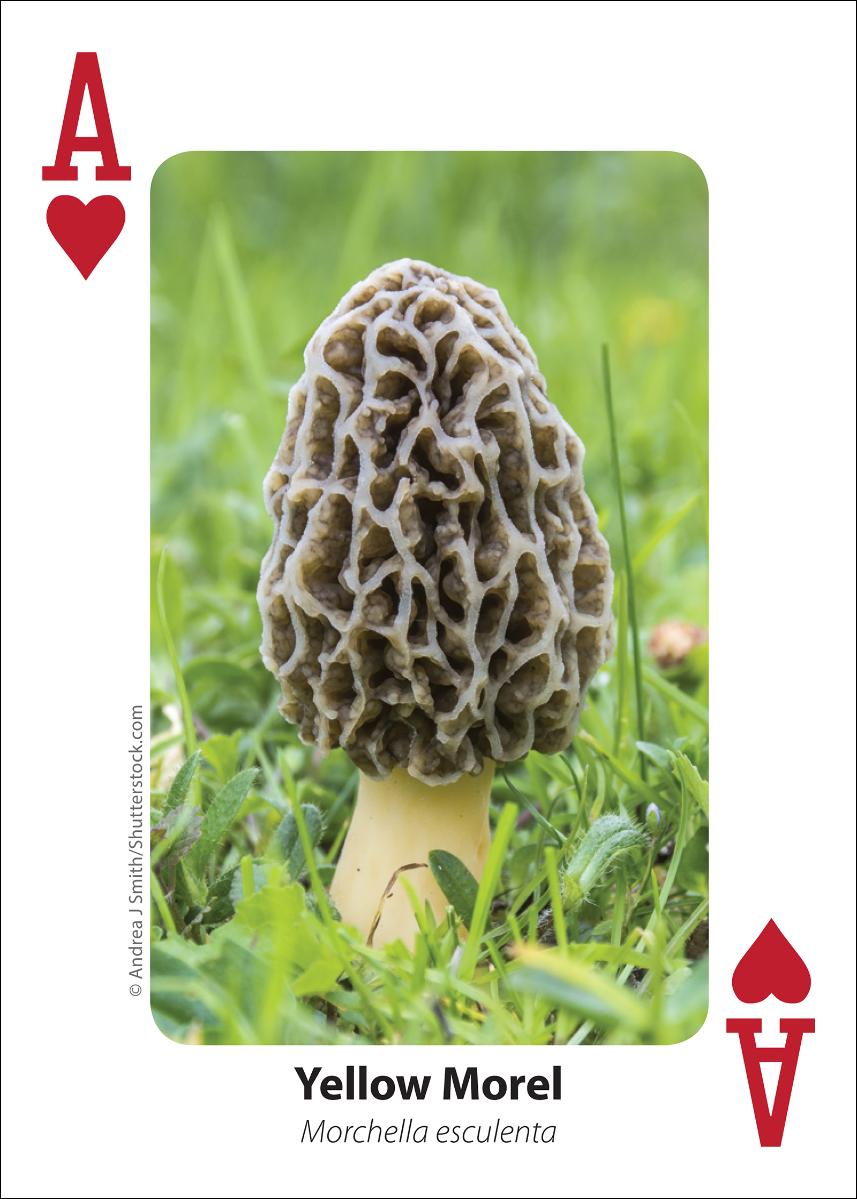 MUSHROOM PLAYING CARDS