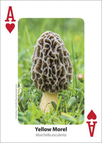 MUSHROOM PLAYING CARDS