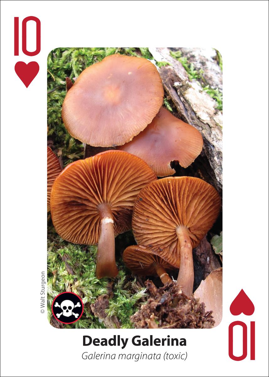 MUSHROOM PLAYING CARDS