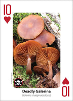 MUSHROOM PLAYING CARDS