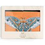 LUNA MOTHS CARD BOX SET