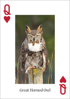OWLS PLAYING CARDS