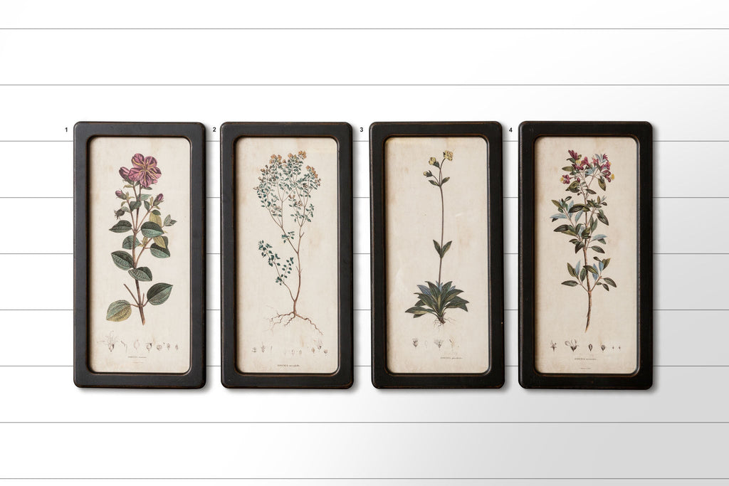FRAMED BOTANICAL PRINTS