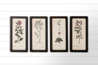 FRAMED BOTANICAL PRINTS