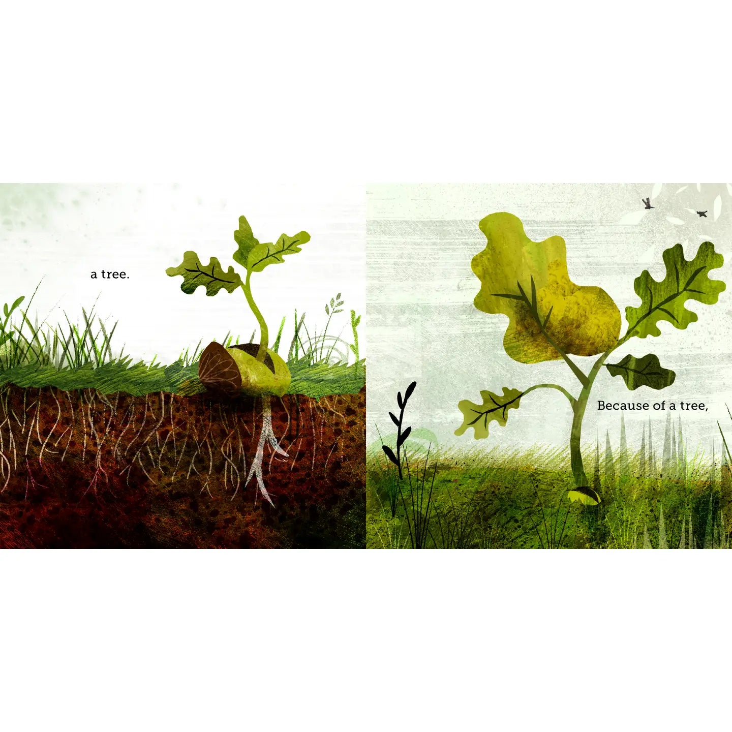 BECAUSE OF AN ACORN BOOK