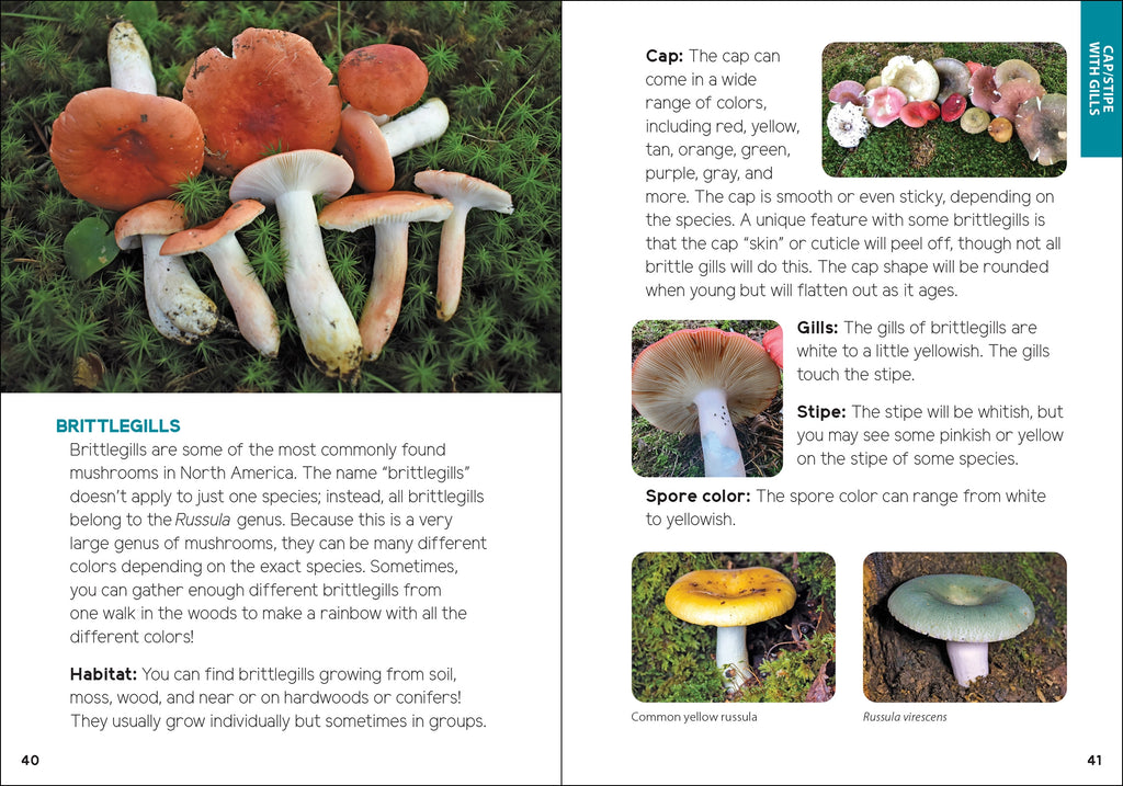 MUSHROOMS + FUNGI FOR KIDS