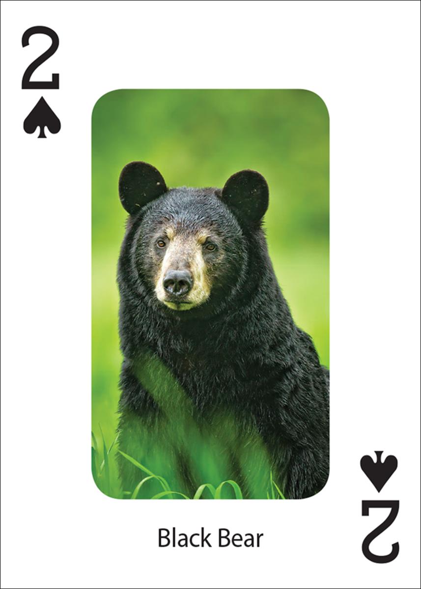 BEAR PLAYING CARDS
