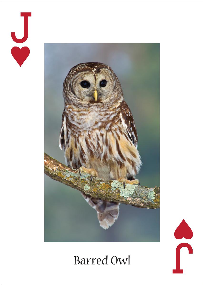 OWLS PLAYING CARDS