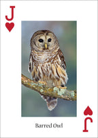 OWLS PLAYING CARDS