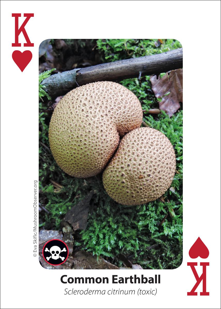 MUSHROOM PLAYING CARDS