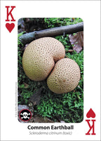 MUSHROOM PLAYING CARDS
