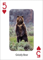 BEAR PLAYING CARDS