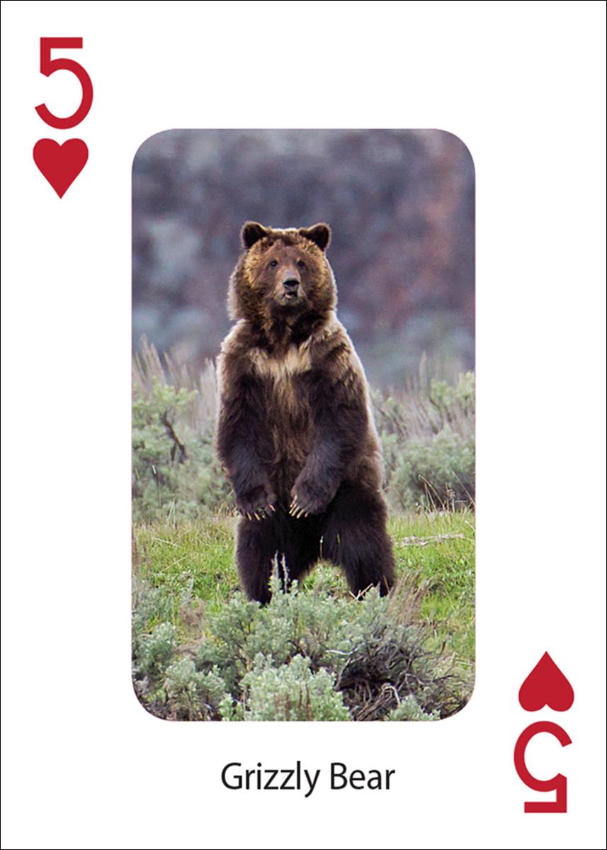 BEAR PLAYING CARDS