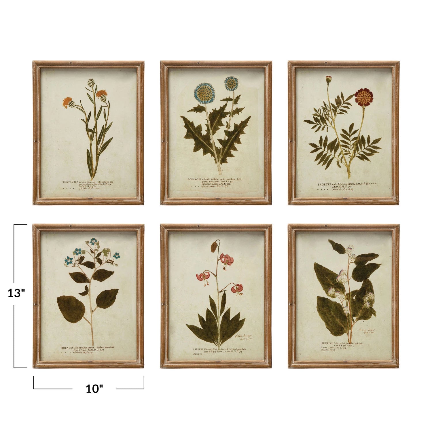 WILD BOTANICAL WALL DECOR