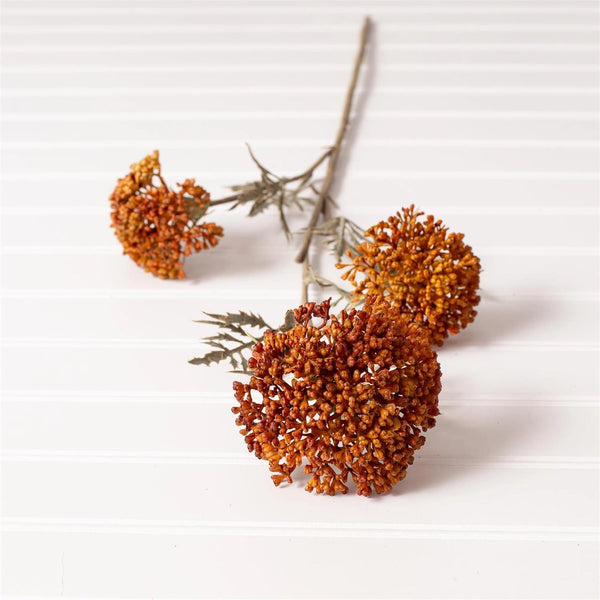 OZOTHAMNUS TAN STEM